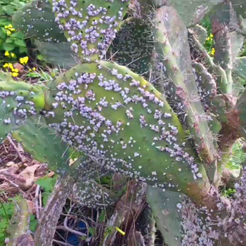 Eco botanical printing